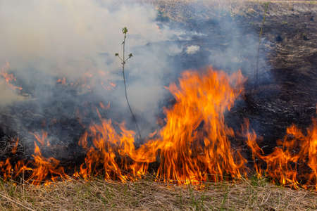 Burning old dry grass in garden. Flaming dry grass on a field. forest fire. Stubble field is burned...