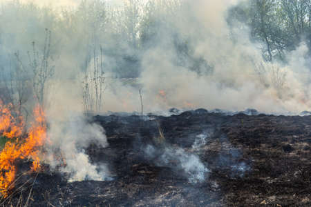 Burning old dry grass in garden. Flaming dry grass on a field. forest fire. Stubble field is burned...