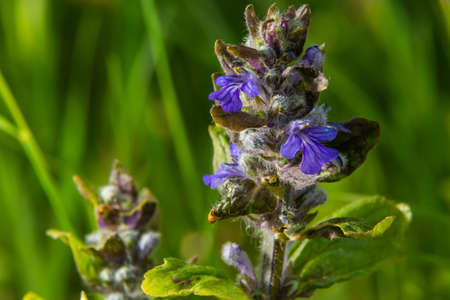 A closeup shot of blue flowers of Ajuga reptans Atropurpurea in spring.