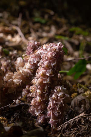 grow toothwort in natural habitat on spring, Lathraea squamaria.