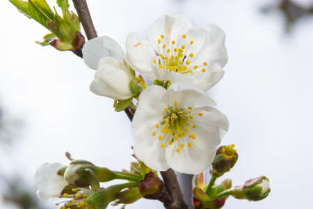Blooming cherry tree in the spring garden. Close up of white flowers on a tree. spring background.