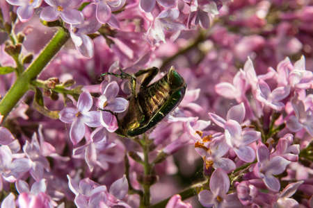 Golden bronze, Cetonia aurata, is a species of winged from the subfamily of bronzes, Cetoniinae. Bronze beetle collects nectar and pollen from the flowers of a lilac bush, Syringa.の写真素材