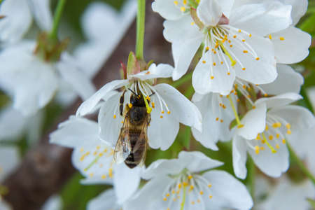 a honeybee collects honey on white cherry blossoms.