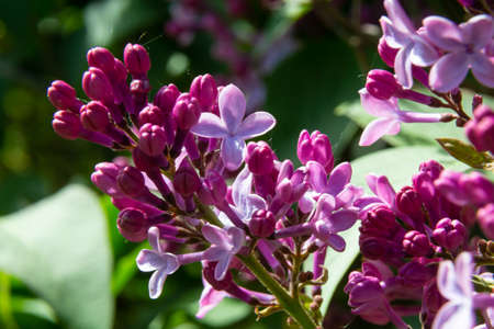 A branch of lilac lilac on a background of green leaves. Spring.