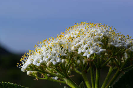 In the spring in the wild blossoms of viburnum, Viburnum lantana.