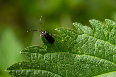 soldier beetle, Cantharis obscura, on grass inflorescence.