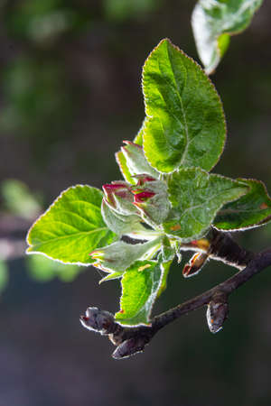 White flower and pink bud on apple tree. Blooming apple tree in spring. close-up