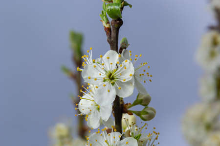 Floral background with white flowers and green leaves. Plum blossoms in the spring garden. wild plum...