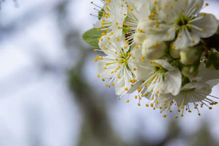 The white plum blossom is the flower representing the early spring.