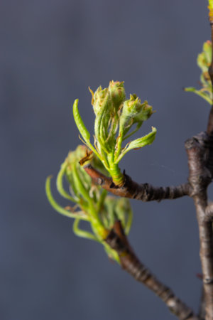 Blooming pear branch against the blue sky. Pear blossoms with small white flowers. Spring flowering...
