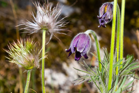 Pulsatilla patens. Pulsatilla easter flower on the meadow. Pulsatilla pratensis blooming. fluffy purple spring flower dream grass. Primrose during the warming season and snow melting.の写真素材