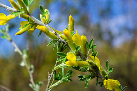 Flowering branch, Chamaecytisus ruthenicus, on natural background. Russian Broom, Chamaecytisus ruthenicus, in garden. Selective focus of flowering plant image.の写真素材