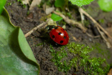 Ladybug with seven spots, Coccinella septempunctata, Coleoptera Coccinellidae on a green leaf in the...