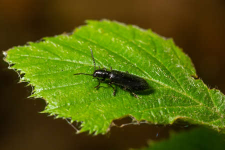 Close up Malachite beetle, Malachius bipustulatus, family soft-winged flower beetles, Melyridae, on...