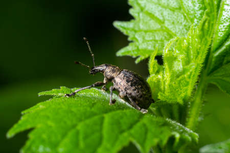 A black vine weevil, Otiorhynchus sulcatus, Family Curculionidae, on a wild privet leaf.