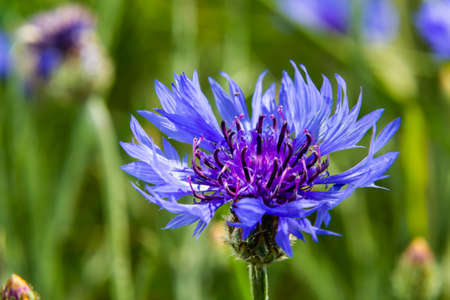 Cornflower, Centaurea cyanus, Asteraceae. Cornflower Herb or bachelor button flower in garden.