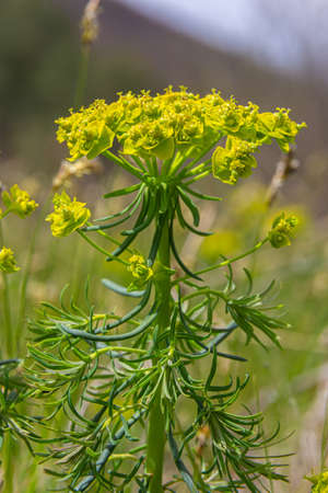 Cypress spurge - Euphorbia cyparissias spring flowering herb.
