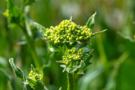 Lepidium draba, Cardaria draba, Hoary Cress, Brassicaceae. Wild plant shot in the spring.