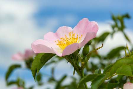 Dog rose, Rosa canina, climbing wild rose blooming in a park, close up with selective focus.の写真素材