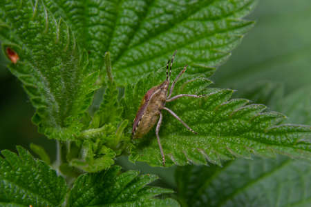Close up of the sloe bug or Hairy shieldbug, Dolycoris baccarum, in the garden on a green leaf.