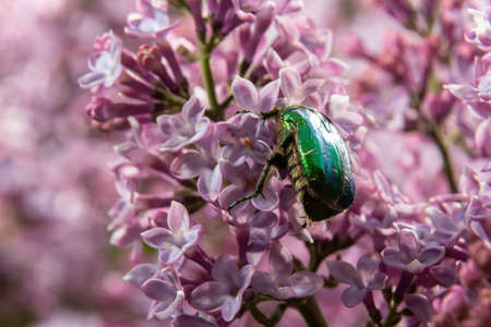 Golden bronze, Cetonia aurata, is a species of winged from the subfamily of bronzes, Cetoniinae. Bronze beetle collects nectar and pollen from the flowers of a lilac bush, Syringa.の写真素材