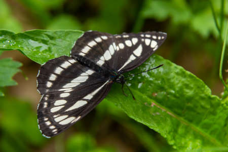 Pallas sailer or common glider butterfly, Neptis sappho, guarding its territory.