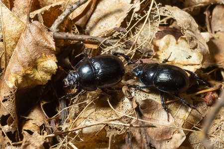 Forest beetle, Anoplotrupes stercorosus, a species of dung beetle and the subfamily Geotrupinae.