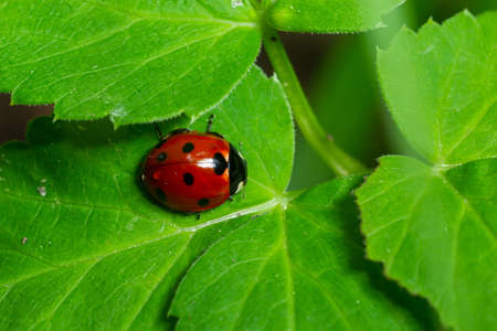 Ladybug with seven spots, Coccinella septempunctata, Coleoptera Coccinellidae on a green leaf in the forest close up.の写真素材