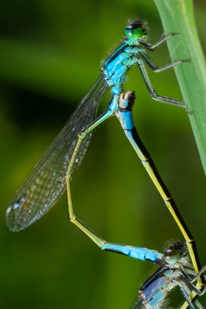 Two dragonflies Zygoptera mate, Odonata is an order of carnivorous insects, encompassing the...