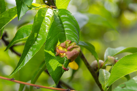 Detail of peach leaves with leaf curl, Taphrina deformans, disease. Leaf disease outbreak contact the tree leaves.の写真素材