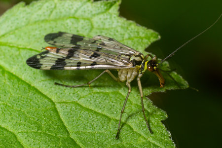 Panorpa communis is the common scorpionfly a species of scorpionfly. Its are useful insects that eat...
