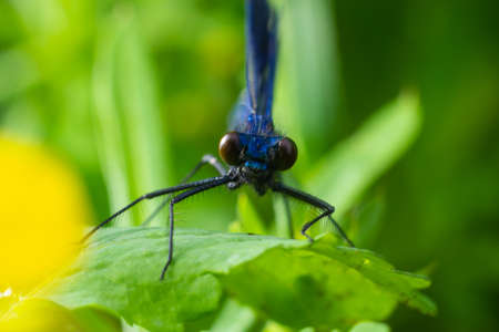 Banded demoiselle, Calopteryx splendens, sitting on a blade of grass. Beautiful blue demoiselle in its habitat. Insect portrait with soft green background. Wild life scene from nature.の写真素材