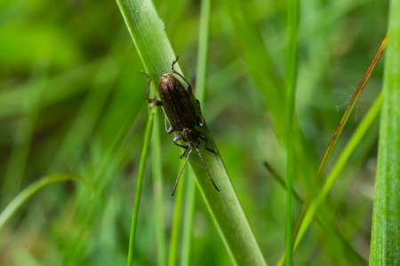 Close up Malachite beetle, Malachius bipustulatus, family soft-winged flower beetles, Melyridae, on...