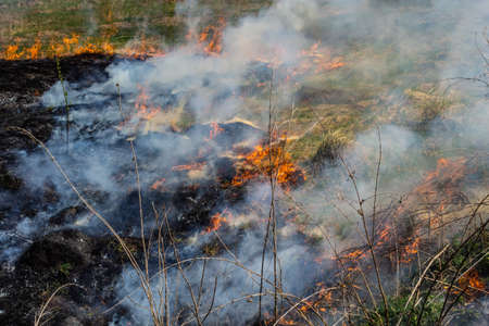 Burning old dry grass. Tongues red flame and burning dry yellowed grass in smoke.