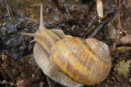 Burgundy snail, Helix, Roman snail, edible snail, escargot, on the surface of old stump with moss in...