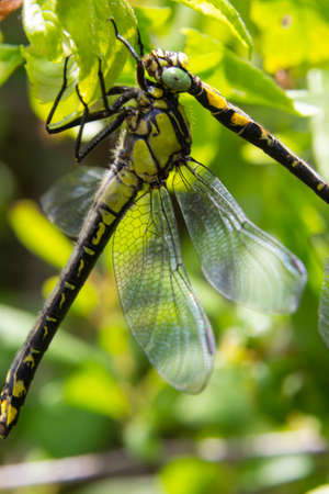 Two dragonflies Gomphus vulgatissimus mate, summer, sunny day, natural environment.の写真素材