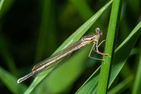A blue featherleg damselfly, Platycnemis pennipes, resting on a plant, sunny day in summer.