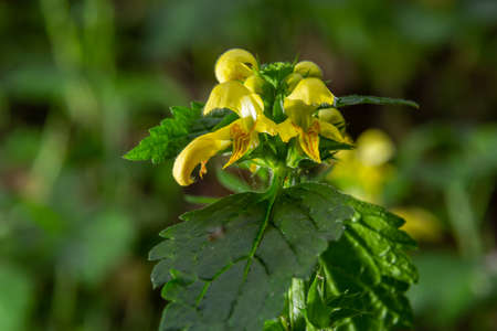 Yellow Archangel, Galeobdolon luteum or Lamium galeobdolon, detail of inflorescence.