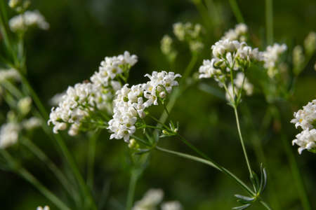 Macro photo of a flower of a waxy bedstraw plant, Galium glaucum.