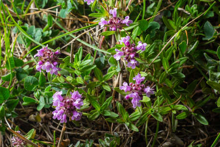 Blossoming fragrant Thymus serpyllum, Breckland wild thyme, creeping thyme, or elfin thyme close-up,...