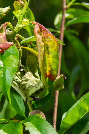 Detail of peach leaves with leaf curl, Taphrina deformans, disease. Leaf disease outbreak contact the tree leaves.の写真素材