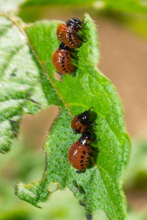 potato cultivation destroyed by larvae and beetles of Colorado potato beetle, Leptinotarsa decemlineata, also known as the Colorado beetle, the ten-striped spearman, the ten-lined potato beetle.の写真素材