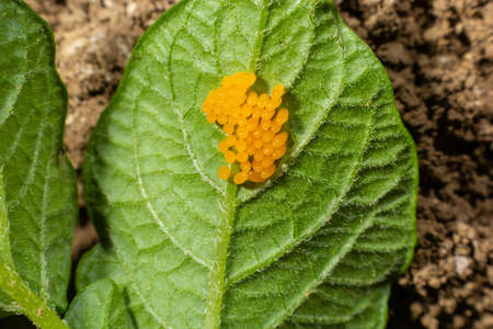 Colorado potato beetle eggs eat potato leaves, Leptinotarsa decemlineata.の写真素材
