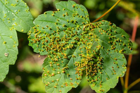 Acer opalus subsp granatensis parasitized leaf with gills of intense red color from Aceria cf...
