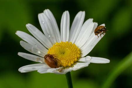 Raspberry beetle, Byturus tomentosus, on a chamomile flower. These are beetles from the fruit worm family Byturidae, the main pest that affects raspberries, blackberries and loganberries.の写真素材