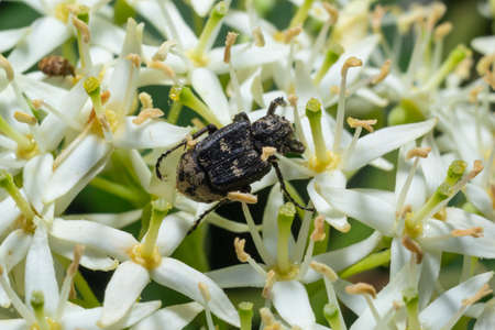 Closeup on a small scarab beetle, Valgus hemipterus, sitting on a white flower in the field.の写真素材
