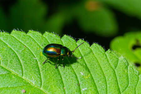 The beetle Chrysolina fastuosa close up pictures on the green leaves.の写真素材