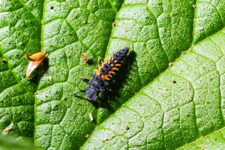 Ladybug insect larva or pupa Coccinellidae closeup. Pupal stage feeding on green vegetation closeup.の写真素材