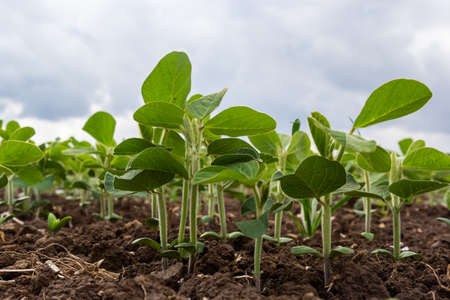 Fresh green soy plants on the field in spring. Rows of young soybean plants.の写真素材