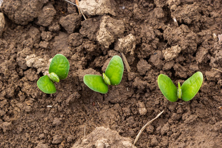 Fresh green soy plants on the field in spring. Rows of young soybean plants.
